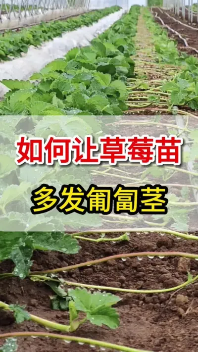 草莓匍匐茎，教你一个配方，大量抽生#农业种植 #匍匐茎