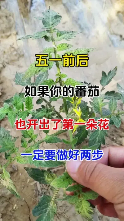 五一前后，如果您的西红柿也开出了，第一朵花，一定要做好这两步关键工作#番茄种植 #抖音助农 #三农种植 #病害防治