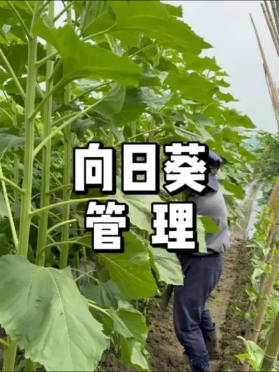 տŻʱӦôȥ 