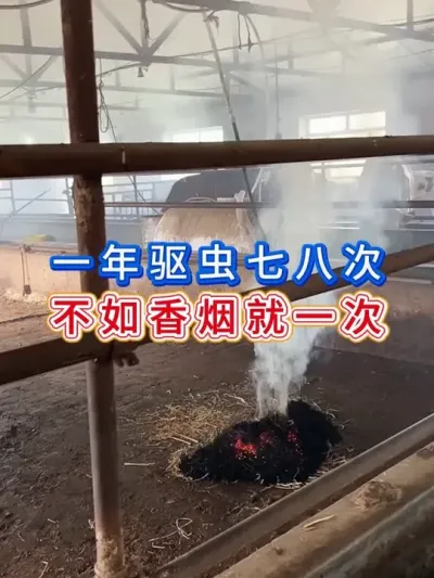 一年驱虫七八次不如香烟就一次 #养牛人 #三农 #养牛 #养殖