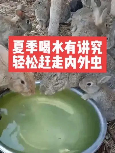 夏季喝水有讲究，轻松赶走内外虫 #小兔 #兔子#养兔#养殖#三农