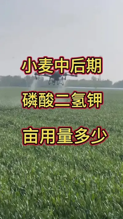 小麦#小麦 #小麦种植 #麦田 @抖音创作小助手