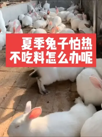 夏季兔子怕热，不吃料怎么办呢？ #三农#养殖#兔子#养兔子#养兔人
