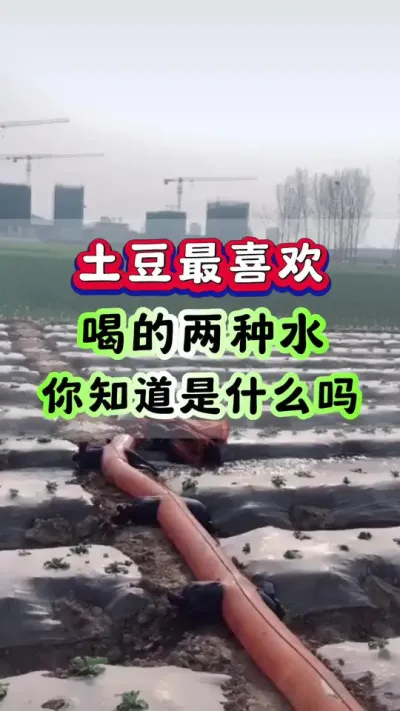 土豆最喜欢喝的两种水你知道是什么吗#土豆高产种植 #马铃薯种植 #洋芋种植 #土豆种植技术#三农种植