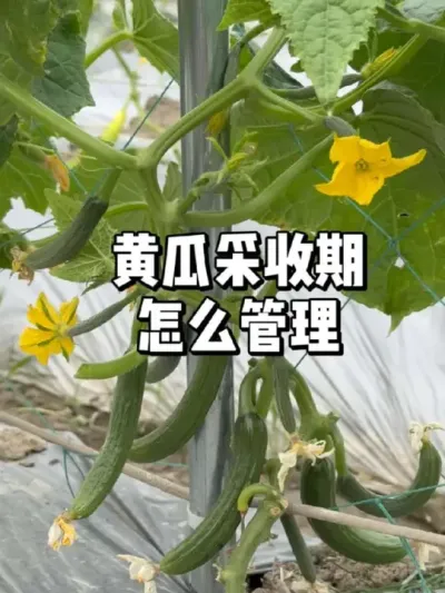 黄瓜如何管理，结果期怎么施肥修剪 