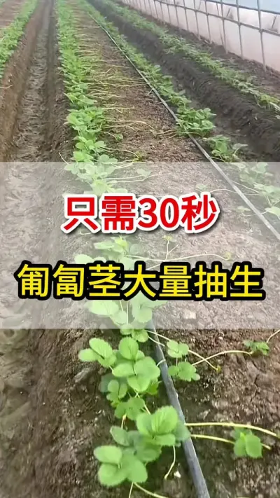 育苗老铁注意了，用它喷一喷，匍匐茎大量抽生满地爬#匍匐茎#三农
