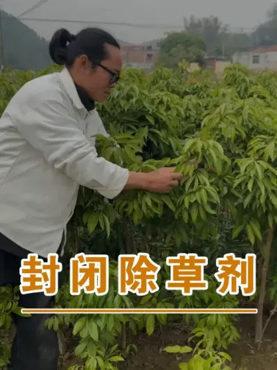 打封闭除草剂#广西灵山荔枝果苗#农业创业#抖音新农人计划2025#吕老师种果苗