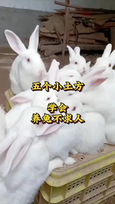 五个小土方，学会养兔不求人 #肉兔养殖 #兔子 #养兔人 #养兔技术交流中心#养兔三分靠管理七分靠技术