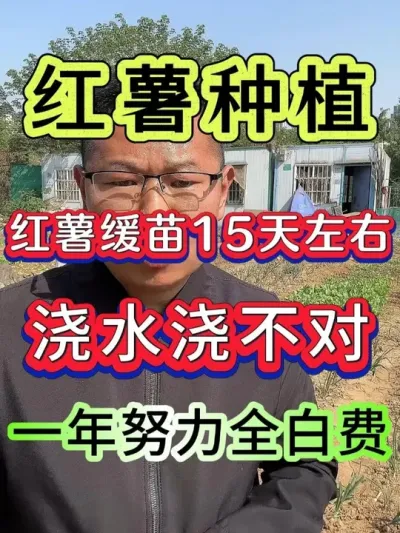 红薯缓苗15天后浇水浇不对一年努力全白费 #红薯种植 #红薯 #种红薯 #红薯高产种植 #红薯高产