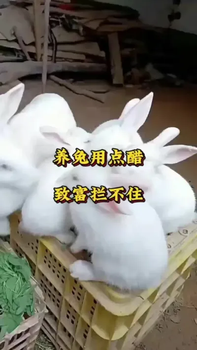 养兔用点醋，致富拦不住 #养兔人 #兔子 #肉兔 #养兔技术交流中心 #养兔三分靠管理七分靠技术