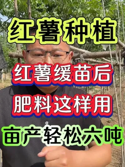 红薯缓苗后肥料这样用亩产轻松六吨 #红薯 #红薯种植 #红薯高产种植 #红薯高产种植技术 #种红薯