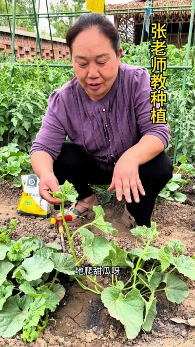 地爬甜瓜如何管理#农业种植 #甜瓜种植 #甜瓜
