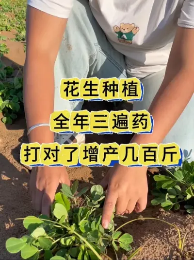 花生高产管理 花生打对这三遍药，轻松增产几百斤#花生 #花生种植 #花生管理 #花生高产 #花生高产技术