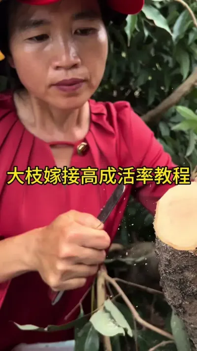大枝嫁接高成活率教程#嫁接技术 #新农人计划2025 #dou来广东百千万 #这就是村里的劳动节