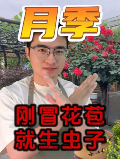 月季刚冒花苞就生虫子?#养花 #月季 #杀虫剂