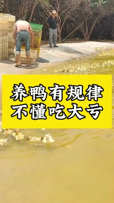 养鸭有规律，不懂吃大亏#养鸭流程#养鸭人 #养鸭技术 #养鸭专业户 #养鸭流程