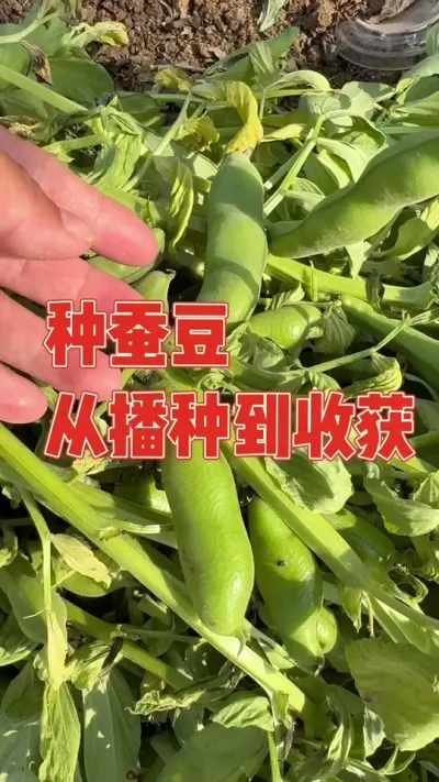 去年在茼蒿里套种了一把蚕豆，都说种两行就够吃，媳妇种了四行也没回本，老公信誓旦旦的说能给我做出童年的味道，以为能感动媳妇，没想到却只感动了自己，超级难吃 发誓以后再也不种了 记录蚕豆从播种到收获全过程