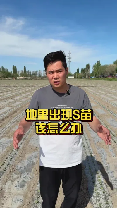 地里面如何出现S苗，该怎么办？ #棉花种植专家讲座 #棉花苗期管理 #关注我每天分享种植知识 @抖音小助手