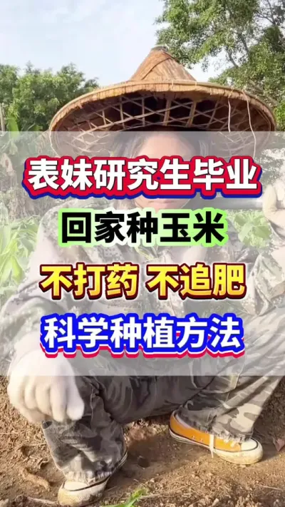 表妹研究生毕业，回家种玉米，年年亩产2000斤！#玉米高产 #玉米种植技术 #增产增收 #玉米高产 #玉米叶面肥