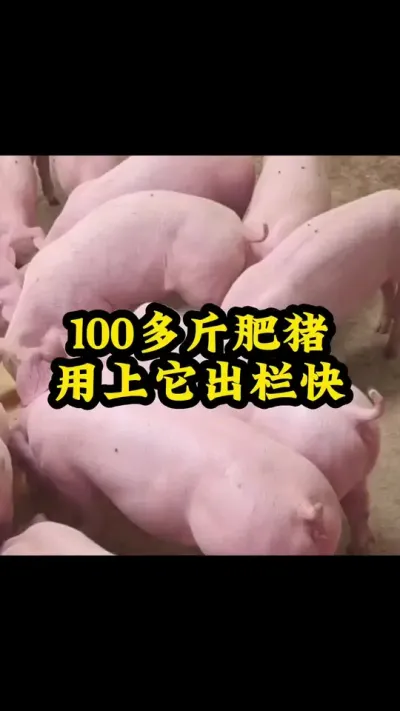 #养猪人 #养猪人不容易 #猪喂什么饲料长得最快 #猪吃什么长的快 #农村养猪人
