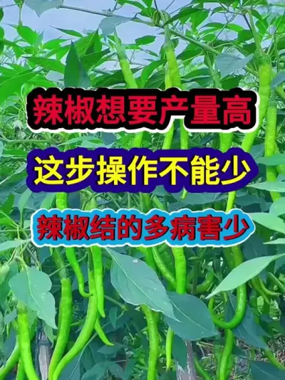 辣椒想要产量高这步操作不能少辣椒结的多病害少 #辣椒种植 #农业种植 #种植小技巧 #三农 #分享农业知识帮农民增产增收