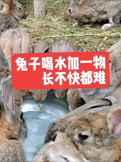兔子喝水加一物，长不快都难 #三农#养殖#兔子#养兔人#养兔子