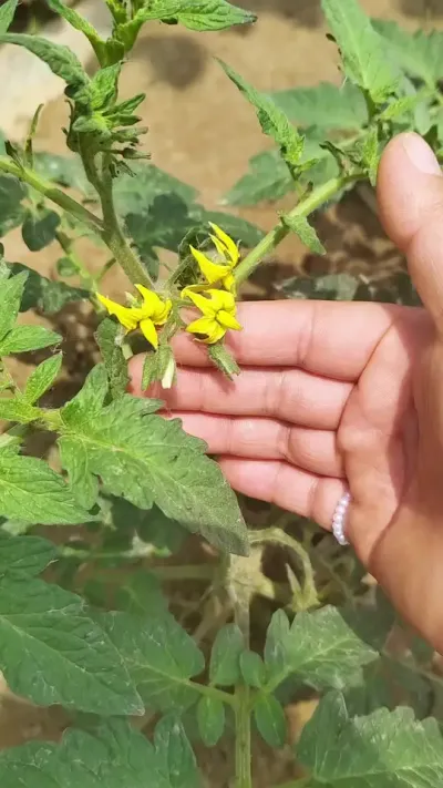 有很多朋友问我？西红柿坐不住果怎么办？只需开花期，喷一喷#磷酸二氢钾，  花多果多#促花保果 #番茄种植 #抖音助农