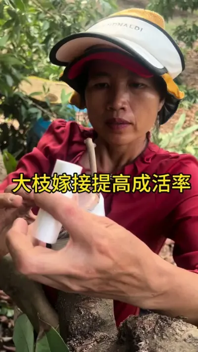 大枝嫁接提高成活率教程#嫁接技术 #2025新农人计划 #dou来广东百千万 #农业技术推广