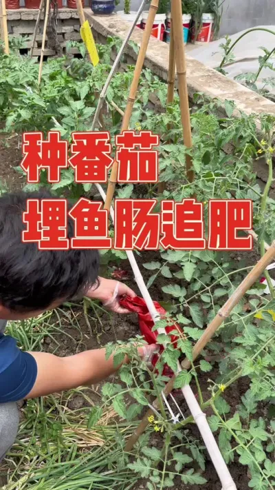 今天给番茄埋鱼肠，测试一下生物肥到底有厉害，会不会结出很多番茄，网购了几棵不一样品种的番茄苗，有普罗旺斯，马蹄番茄，夏洛特和白妃，绿手指等等从种植到结果管理全过程#番茄 #记录我的种植生活 #种植小技