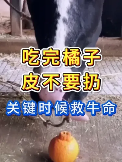 吃完橘子皮不要扔关键时候救牛命 #养牛人 #三农 #养牛 #养殖