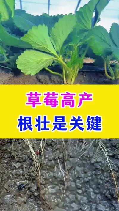 草莓高产，根壮是关键#草莓种植 #种植小技巧 #农业种植 #种植技术