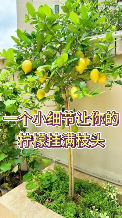 一个小细节，让你的柠檬挂满枝头#柠檬树盆栽 #柠檬树养护技巧 #花卉绿植 #养花小知识 #养花人的乐趣