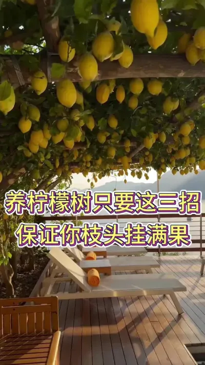 养柠檬树只要这三招，保证你的枝头挂满果#养花人的乐趣 #柠檬树怎么养 #柠檬树盆栽 #养花小知识 #花卉绿植盆栽