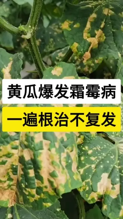 黄瓜爆发霜霉病，一遍根治不复发 #黄瓜种植技术 #黄瓜高产种植 #黄瓜种植技巧 #黄瓜霜霉病 #农业技术推广
