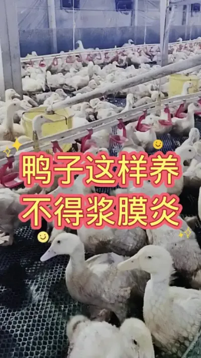鸭子这样养 不得浆膜炎 #肉鸭养殖 #养殖技术 #鸭子 #养鸭人 #养殖技术交流