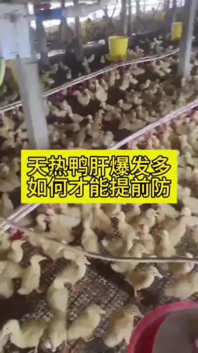 #鸭子 #肉鸭养殖 #禽病防治 #养鸭技术 #养殖