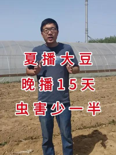 夏播大豆黄金时间，产量直接翻倍 #三农流量扶持计划 #抖音助农 #大豆种植 #三农小知识 #助农扶农