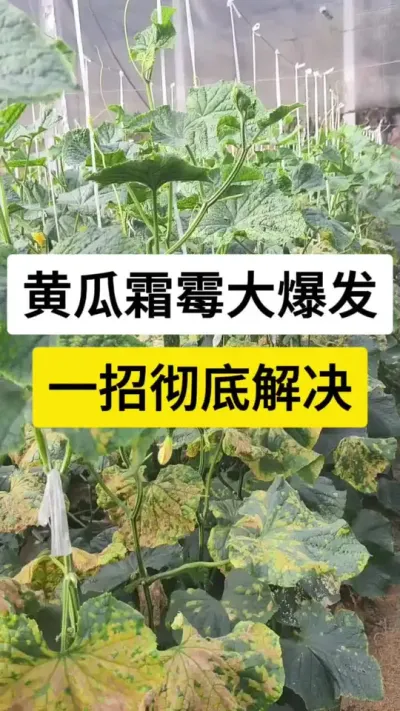 黄瓜霜霉病大爆发，一招彻底解决 #黄瓜种植技术 #黄瓜 #黄瓜霜霉病 #黄瓜种植技巧 #服务三农支持三农