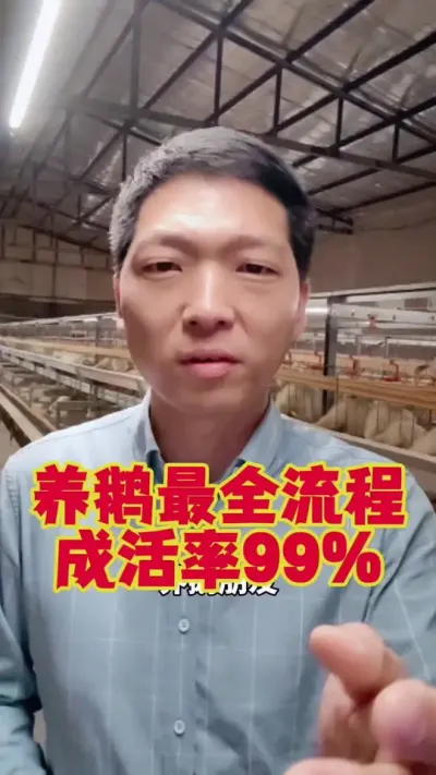 养鹅文字版最全流程，成活率能达到99%。#养鹅 #养鹅技术 #养鹅流程 #鹅苗 #狮头鹅