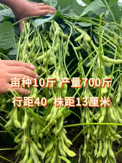 2025年主推品种 ,不种后悔一辈子 #三农流量扶持计划 #抖音助农 #大豆种植 #产量特别高 #抖音助农