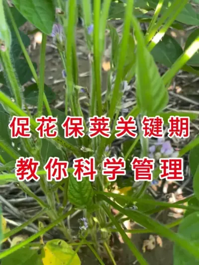 大豆苗期管理，这样用药开花多、结荚满！ #三农流量扶持计划 #抖音助农 #大豆种植 #产量特别高 #农业植保知识分享