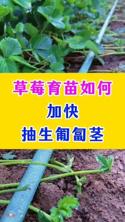 草莓育苗如何加快抽生匍匐茎#草莓种植 #农业技术推广 #农业技术 #种植小技巧 