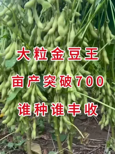 大粒高蛋白，谁种谁丰收 #三农流量扶持计划 #抖音助农 #产量特别高 #大豆种植 #农业种植