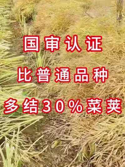 带G审编号的种子究竟强在哪 #高产油菜种子  #油菜种植技术  #农业致富项目  #种子测评  #油菜种植
