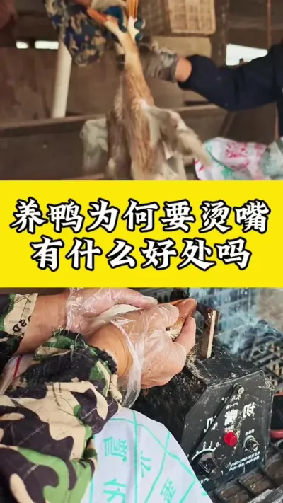 养鸭为何要烫嘴#养鸭人 #养鸭流程方案 #养鸭技术分享 #养鸭技术 #养鸭专业户