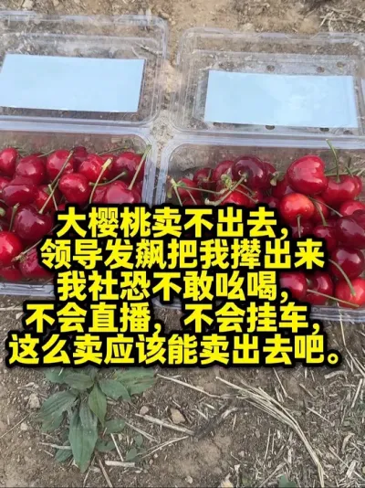 领导让我在抖音上搞点动作#车厘子大樱桃 #水果滞销 #果农的生活 #领导要求每天发抖音