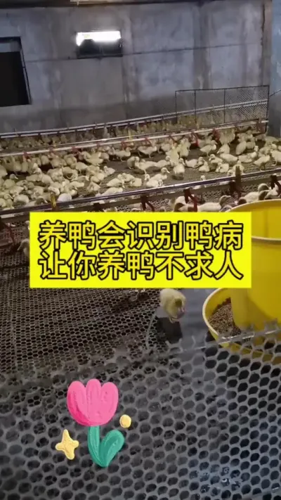 #肉鸭养殖 #养鸭人 #养鸭技术分享 #养殖 #养殖人加油