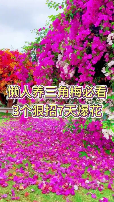 懒人养三角梅必看， 三个狠招七天爆花#三角梅养护 #三角梅基地 #养花小知识 #养花人的乐趣 #花卉盆栽