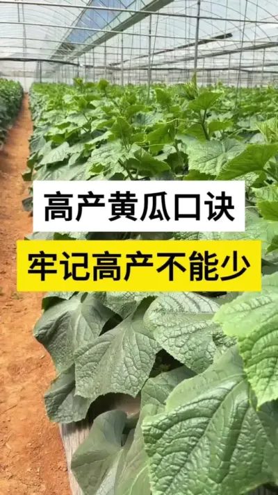 高产黄瓜口诀，牢记高产不能少#黄瓜 #黄瓜高产种植 #黄瓜种植技术 #三农种植技术 #服务三农支持三农