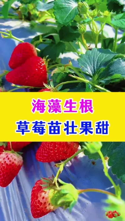 海藻生根，草莓苗壮果甜#草莓种植 #种植小技巧 #农业种植 #种植技术 #农业种植技术 @巨大星-龙灯水溶肥源头厂家